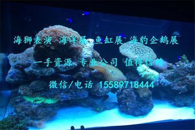 龍魚熱帶魚水溫多少合適?。糊堲~水溫過(guò)高怎么辦龍魚水溫適宜范圍的具體信息
