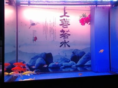 養(yǎng)龍魚缸底能放什么魚：養(yǎng)龍魚時可以在缸底混養(yǎng)一些適合的魚類，缸底裝飾應(yīng)謹(jǐn)慎考慮