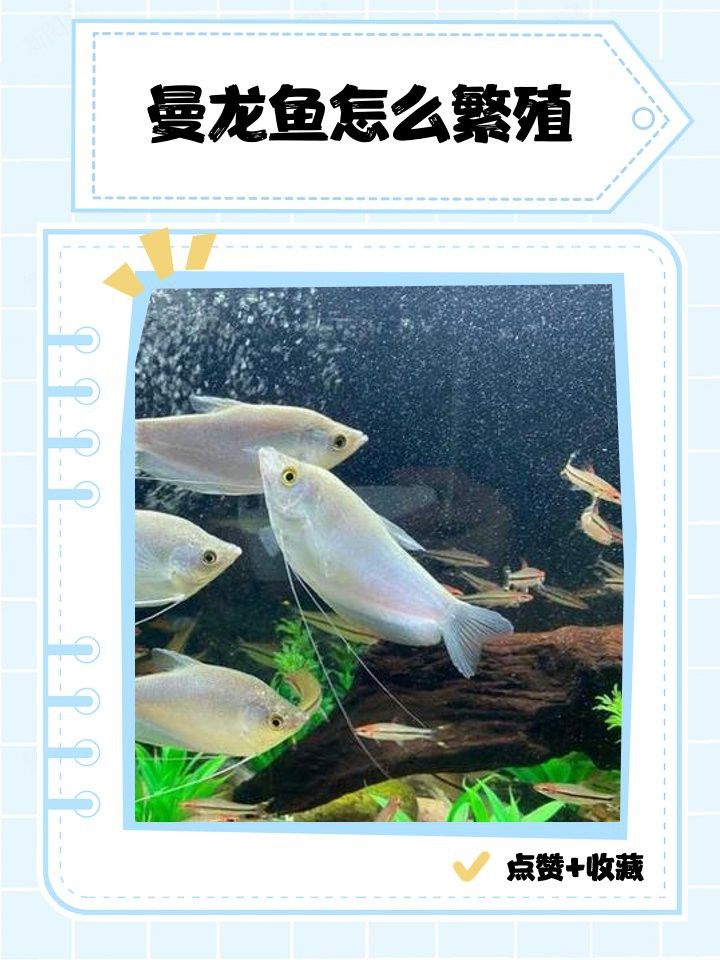 曼龍魚水溫多少合適