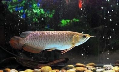 觀賞龍魚的喂食方法需要根據龍魚的不同階段和營養需求進行調整：觀賞龍魚怎么喂飼料