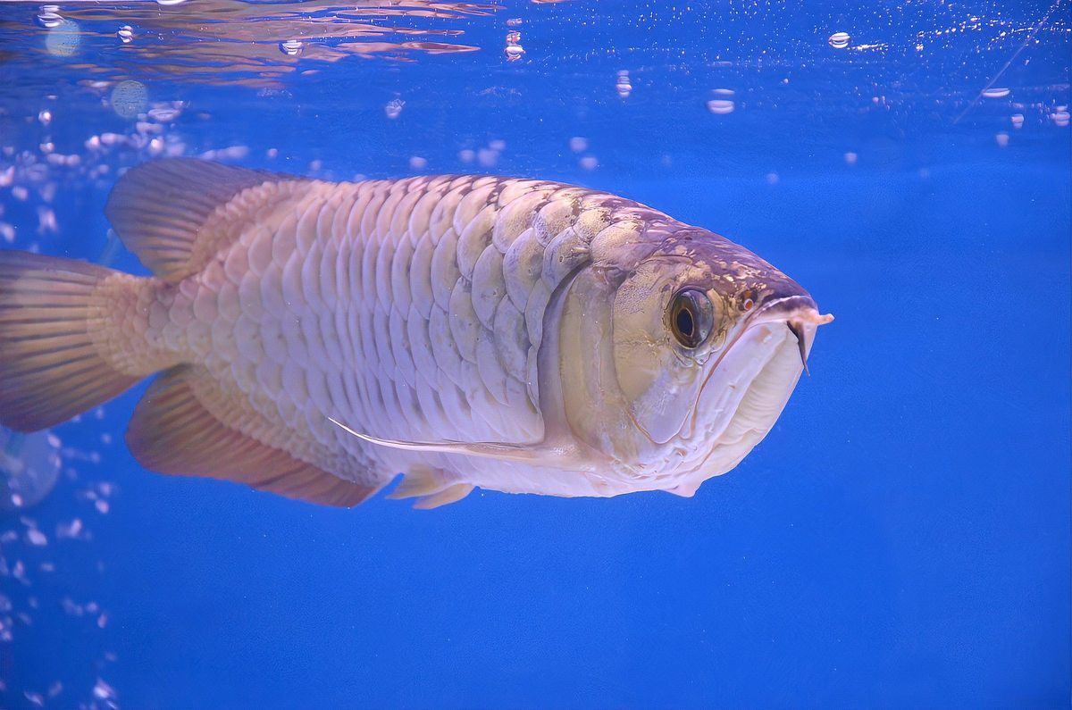 龍魚外傷恢復期間需要喂食嗎？