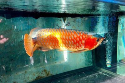 龍魚頂燈放中間好還是兩側(cè)（龍魚頂燈放置位置對魚缸內(nèi)的光照和視覺效果有重要影響）