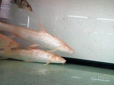 白子招財(cái)龍魚能長(zhǎng)多大（白子招財(cái)龍魚能長(zhǎng)多大白子招財(cái)龍魚能長(zhǎng)多大）