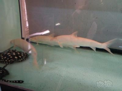 白子招財(cái)龍魚能長(zhǎng)多大（白子招財(cái)龍魚能長(zhǎng)多大白子招財(cái)龍魚能長(zhǎng)多大）