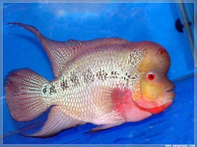 網上買龍魚不包運費嗎：在網上購買龍魚時，運費會由賣家承擔嗎？