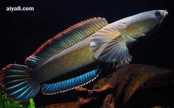 網上買龍魚不包運費嗎：在網上購買龍魚時，運費會由賣家承擔嗎？