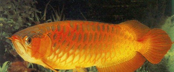 龍魚有什么說法嗎：關于龍魚的一些詳細說法