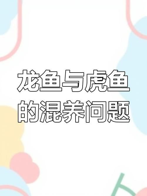 恐龍魚能和虎魚混養嗎圖片