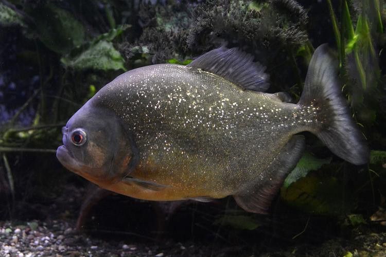 恐龍魚能和虎魚混養嗎圖片