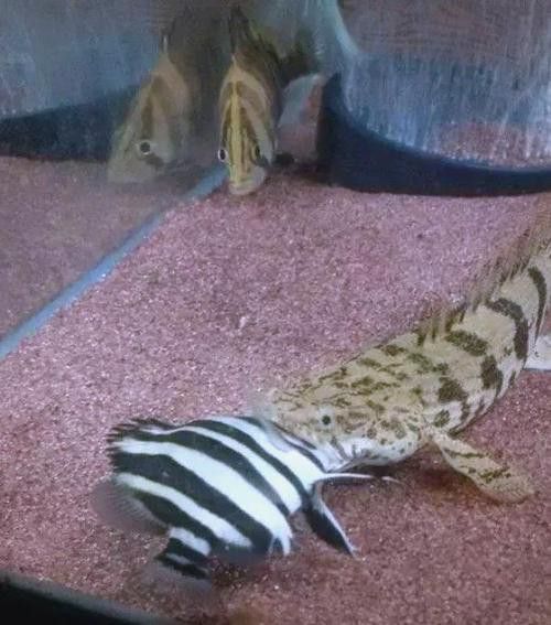 恐龍魚能和虎魚混養嗎圖片