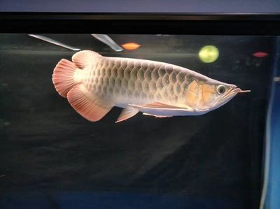 龍魚趴缸多久能恢復（龍魚趴缸恢復時間）