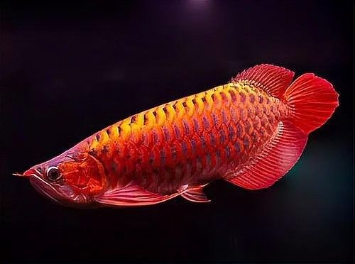 龍魚最高價(jià)格多少錢 龍魚最高價(jià)格多少錢 龍魚百科 第5張