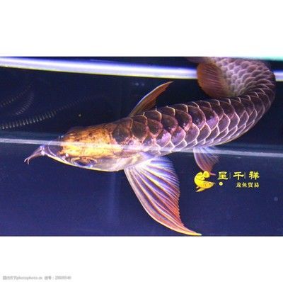 祥龍魚(yú)場(chǎng)龍魚(yú)出口在哪個(gè)位置（祥龍魚(yú)場(chǎng)的出口位置并沒(méi)有直接提及）