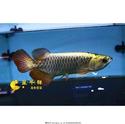 祥龍魚(yú)場(chǎng)龍魚(yú)出口在哪個(gè)位置（祥龍魚(yú)場(chǎng)的出口位置并沒(méi)有直接提及）