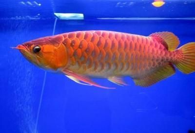 淡水金龍魚，一種極具觀賞價(jià)值的古老淡水魚類：淡水金龍魚是一種古老的原始淡水魚類