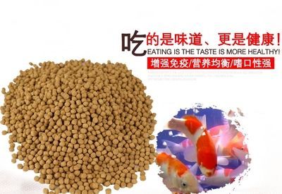 如何科學調整龍鳳鯉魚飼料：不同季節龍鳳鯉魚飼料調整方法