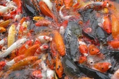 如何科學調整龍鳳鯉魚飼料：不同季節龍鳳鯉魚飼料調整方法