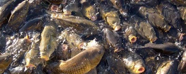 如何科學調整龍鳳鯉魚飼料：不同季節龍鳳鯉魚飼料調整方法