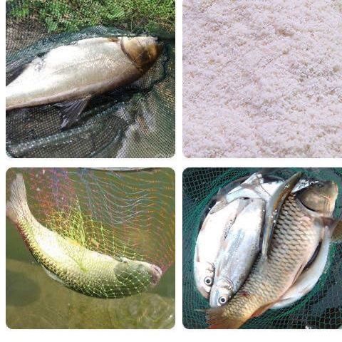 如何科學調整龍鳳鯉魚飼料：不同季節龍鳳鯉魚飼料調整方法