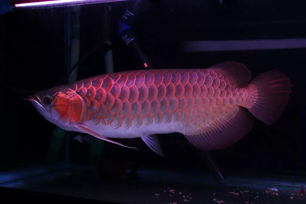 龍魚的常見病癥有哪些呢視頻大全：龍魚常見疾病與治療方法