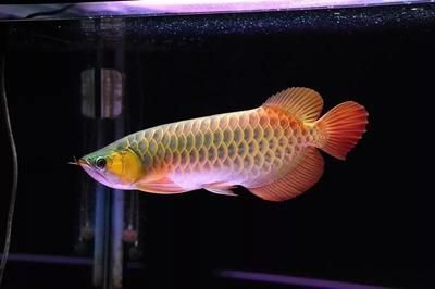 龍魚的常見病癥有哪些呢視頻大全：龍魚常見疾病與治療方法