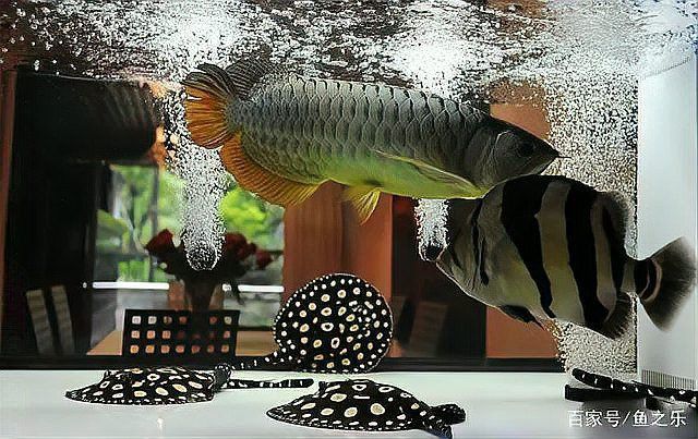 九龍魚缸是多大的缸