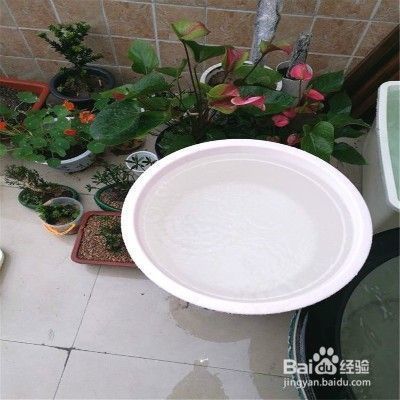 魚缸里的水不清澈是怎么回事兒，魚缸水質不清澈的日常維護方法