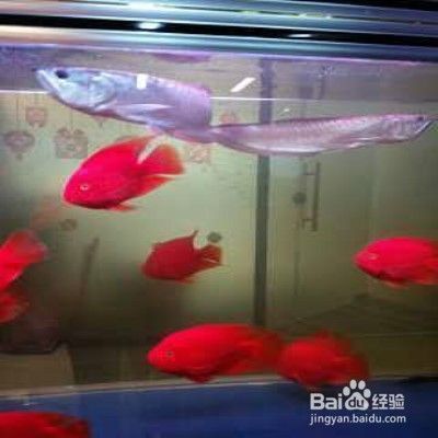 魚缸里的水不清澈是怎么回事兒，魚缸水質不清澈的日常維護方法