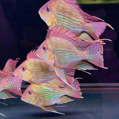 紅龍魚和元寶鳳凰混養(yǎng)可以嗎圖片大全