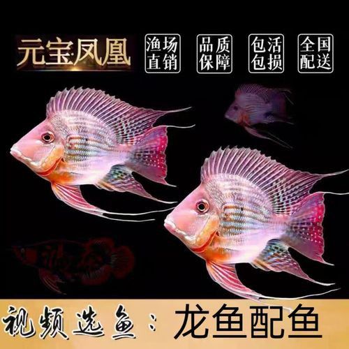 紅龍魚和元寶鳳凰混養(yǎng)可以嗎圖片大全