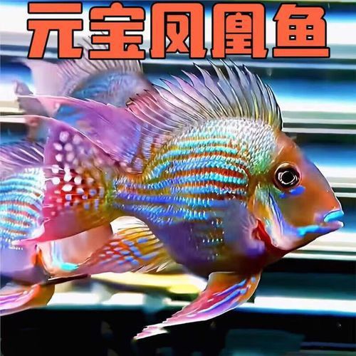紅龍魚和元寶鳳凰混養(yǎng)可以嗎圖片大全