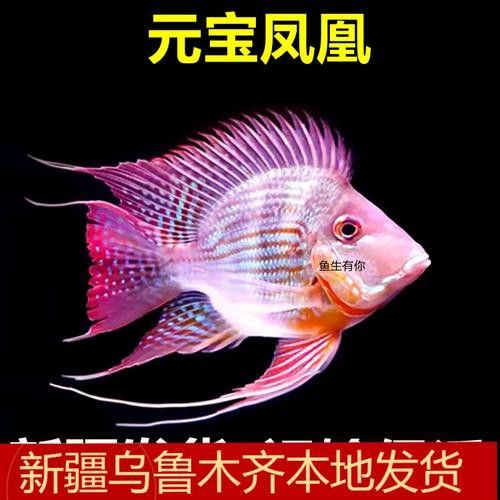 紅龍魚和元寶鳳凰混養(yǎng)可以嗎圖片大全