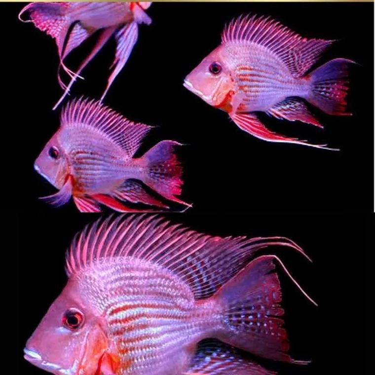 紅龍魚和元寶鳳凰混養(yǎng)可以嗎圖片大全