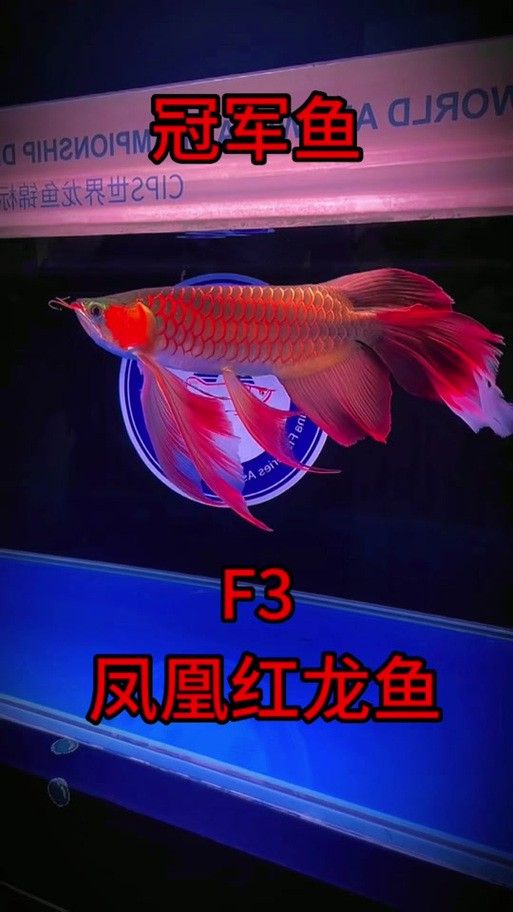 紅龍魚和元寶鳳凰混養(yǎng)可以嗎圖片大全