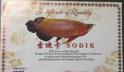 商標(biāo)紅龍魚（紅龍魚商標(biāo)屬于第1類-化學(xué)原料類商標(biāo)）