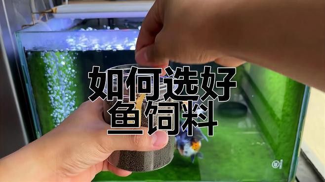 金龍魚專用飼料哪個性價比最高？