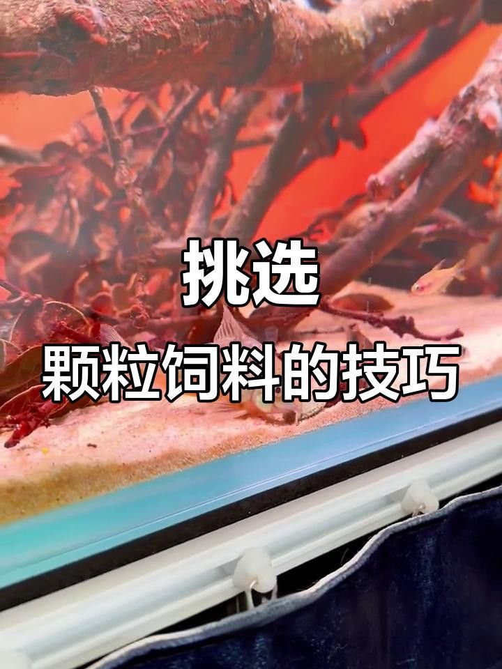 金龍魚專用飼料哪個性價比最高？