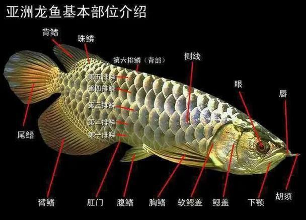 龍魚兜嘴和不兜嘴圖解