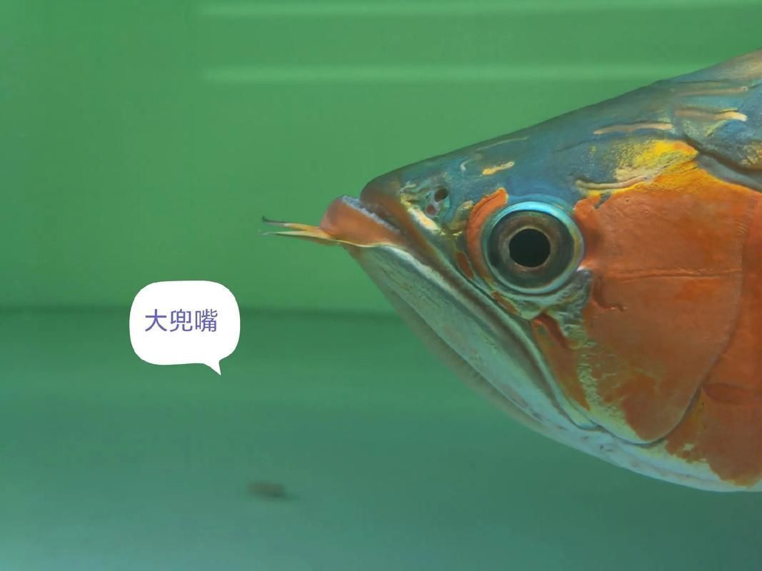 龍魚兜嘴和不兜嘴圖解