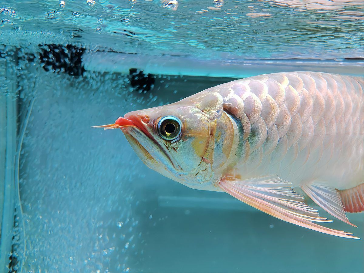 龍魚兜嘴和不兜嘴圖解