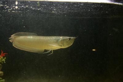 龍魚糞便正常嗎？
