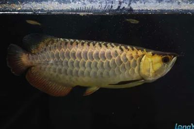 龍魚的珠鱗：關于龍魚珠鱗的一些詳細信息