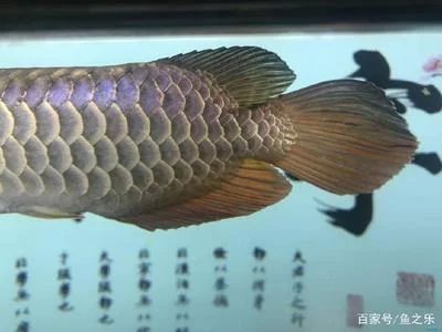 龍魚的珠鱗：關于龍魚珠鱗的一些詳細信息