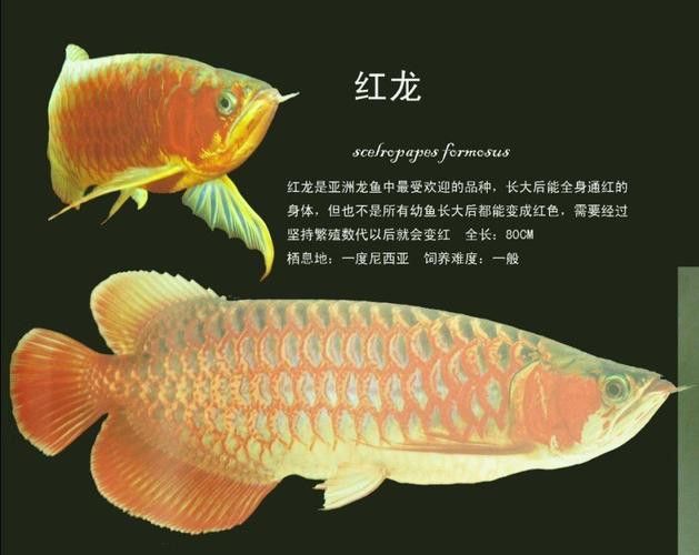 紅龍魚級別區分圖
