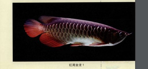 紅尾金龍魚吃什么（紅尾金龍魚喂養注意事項）