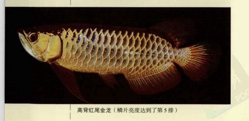 紅尾金龍魚吃什么（紅尾金龍魚喂養(yǎng)注意事項(xiàng)）
