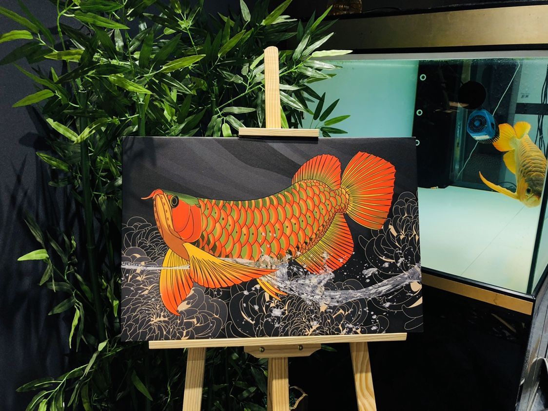 龍魚怎么打包裝的：打包包裝龍魚的步驟和注意事項