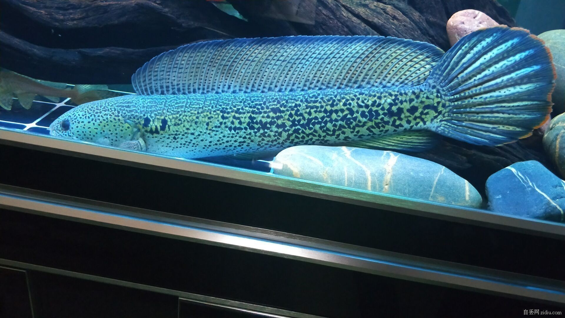 龍魚怎么打包裝的：打包包裝龍魚的步驟和注意事項