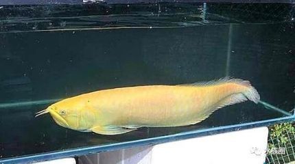黃化銀龍魚好看嗎【黃化銀龍魚好看的標準】