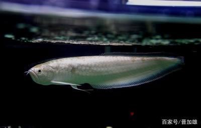 黃化銀龍魚好看嗎【黃化銀龍魚好看的標準】